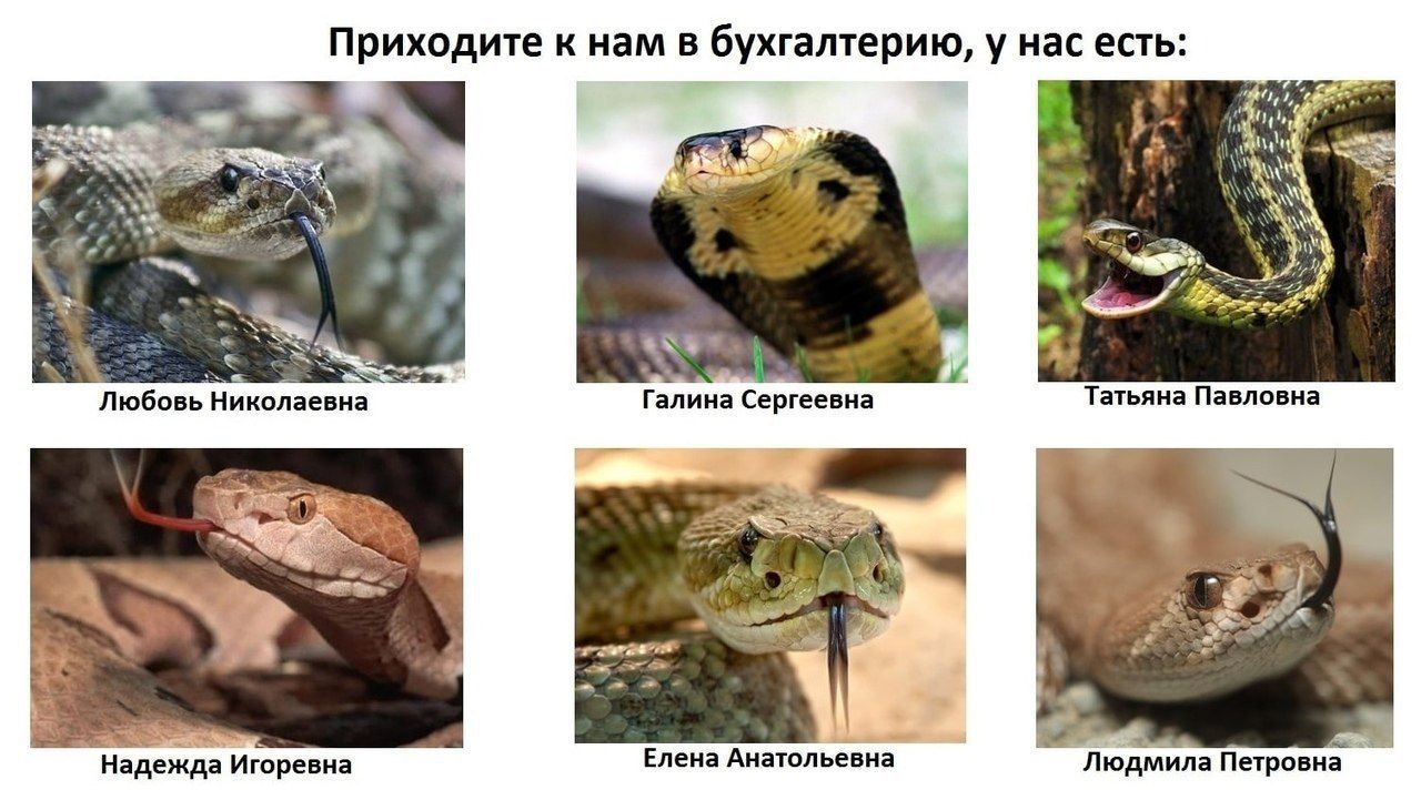 Приходите к нам в бухгалтерию, у нас есть: Be. Любовь Николаевна алина Сергеевна Татьяна Павловна 4 Надежда Игоревна Елена Анатольевна `Людмила Петровна