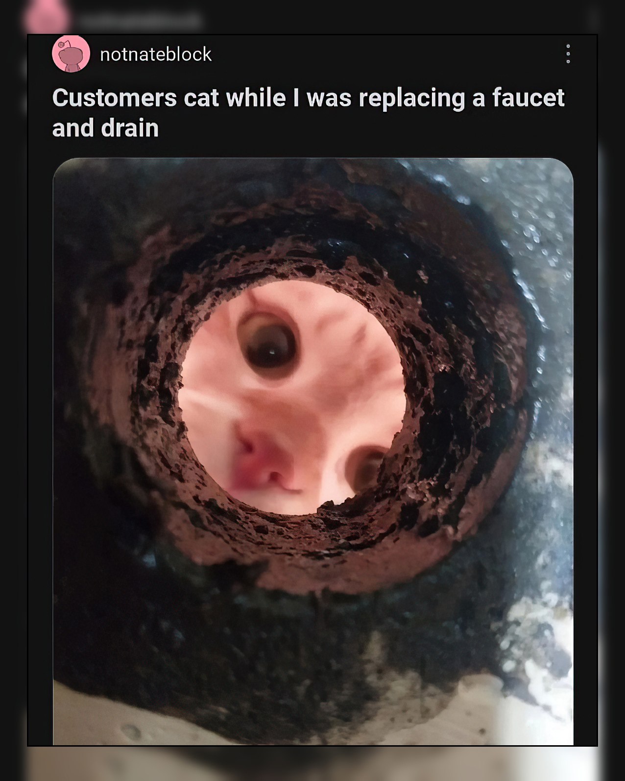 notnateblock Customers cat while was replacing a faucet and drain А