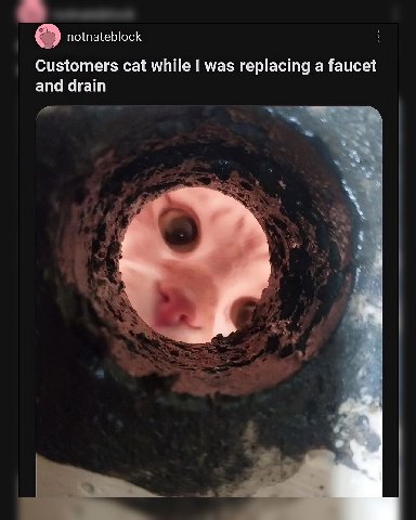 notnateblock Customers cat while was replacing a faucet and drain А