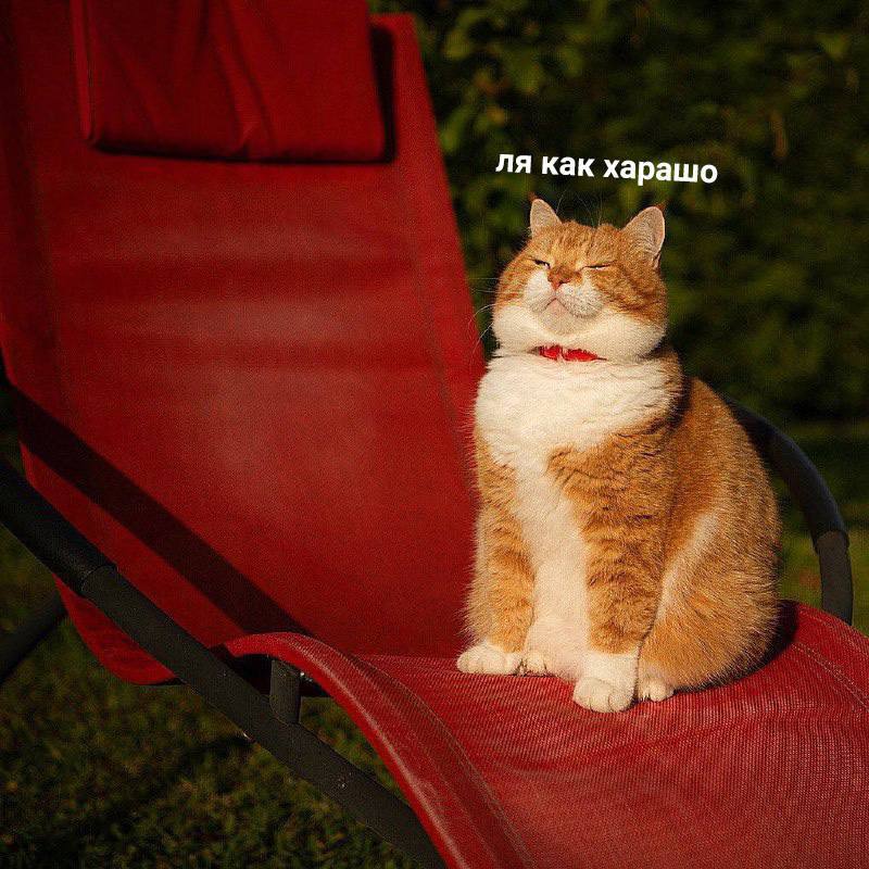 как харашо