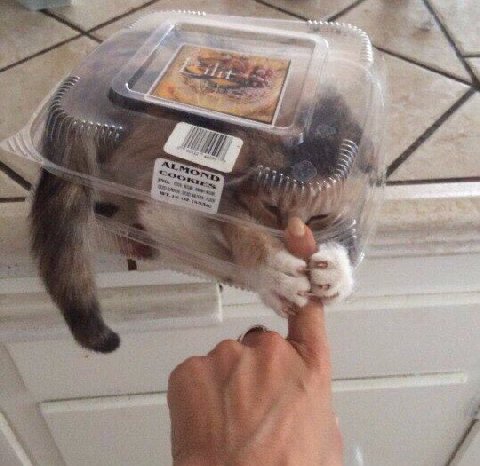 4 4 4 у Я я У i 4