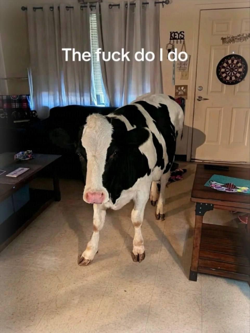 The fuck doldo