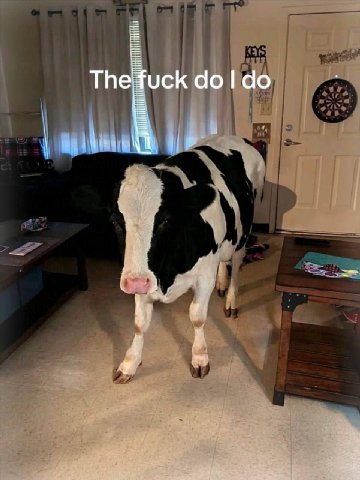 The fuck doldo