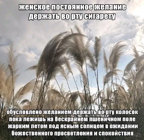 желание a 4 4 я if оту колосок на бескрайнем поле жарким летом под ясным солнцем в ожидании просветления и спокойствия