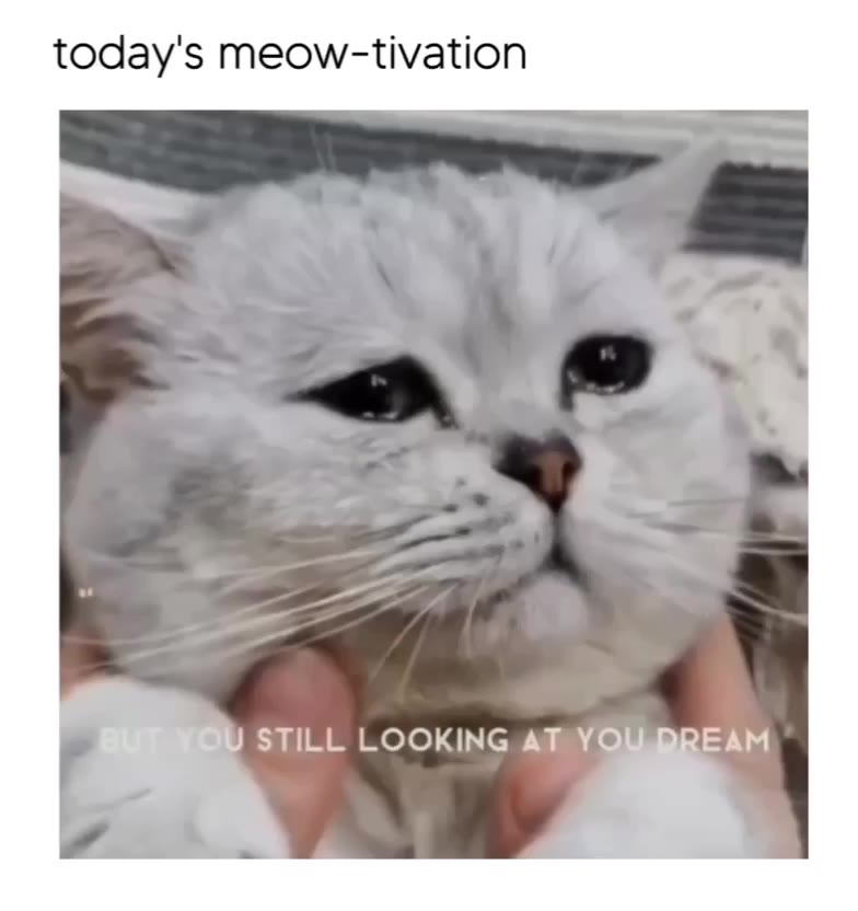 утренняя мяутивация