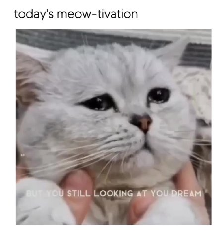 утренняя мяутивация