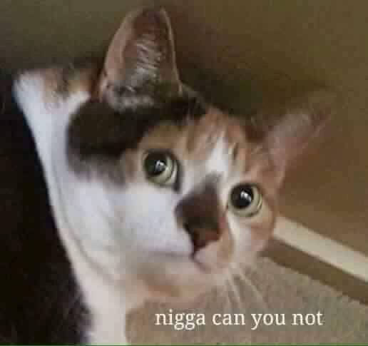 nigga can you not