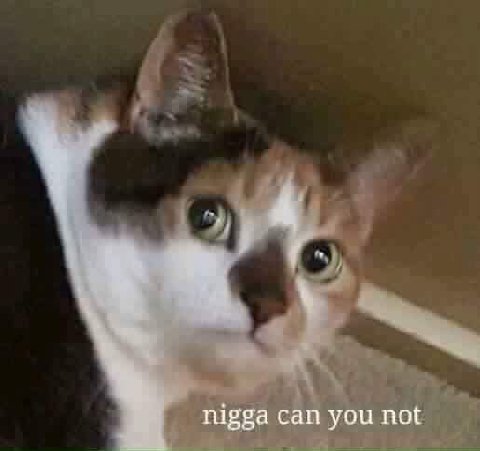 nigga can you not
