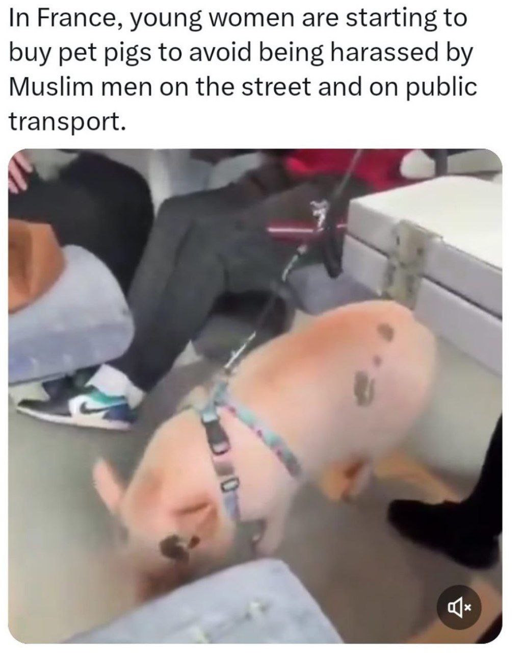 In France, young women are starting to buy pet pigs to avoid being harassed Muslim men on the street and on public transport. 4