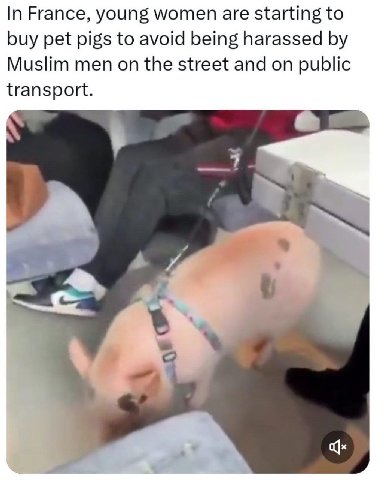 In France, young women are starting to buy pet pigs to avoid being harassed Muslim men on the street and on public transport. 4