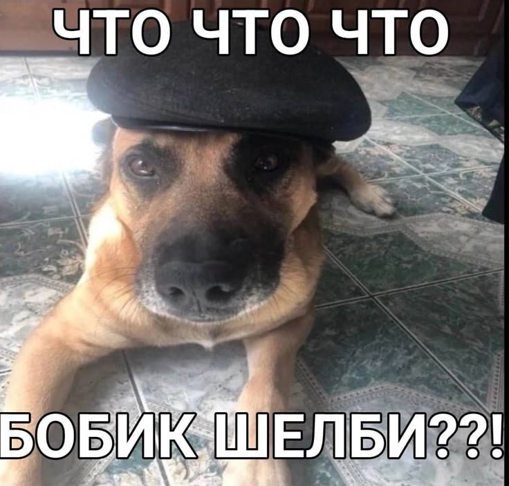 ЧТО ЧТО ЧТО БОБИК-НЕЛБИ??!
