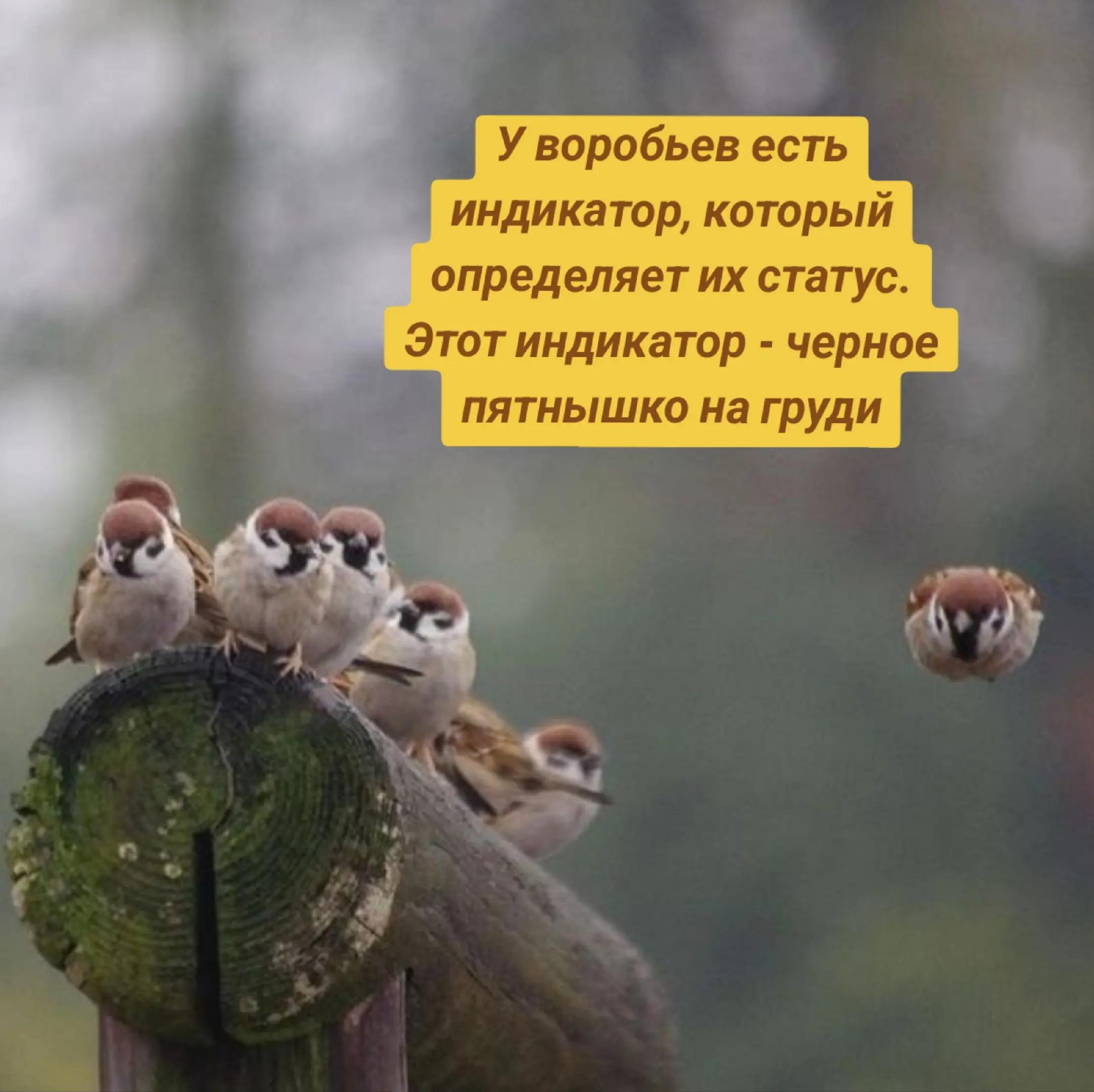У воробьев есть индикатор, который определяет статус Этот индикатор черное пятнышко на груди