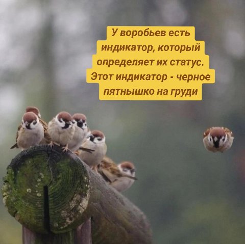 У воробьев есть индикатор, который определяет статус Этот индикатор черное пятнышко на груди
