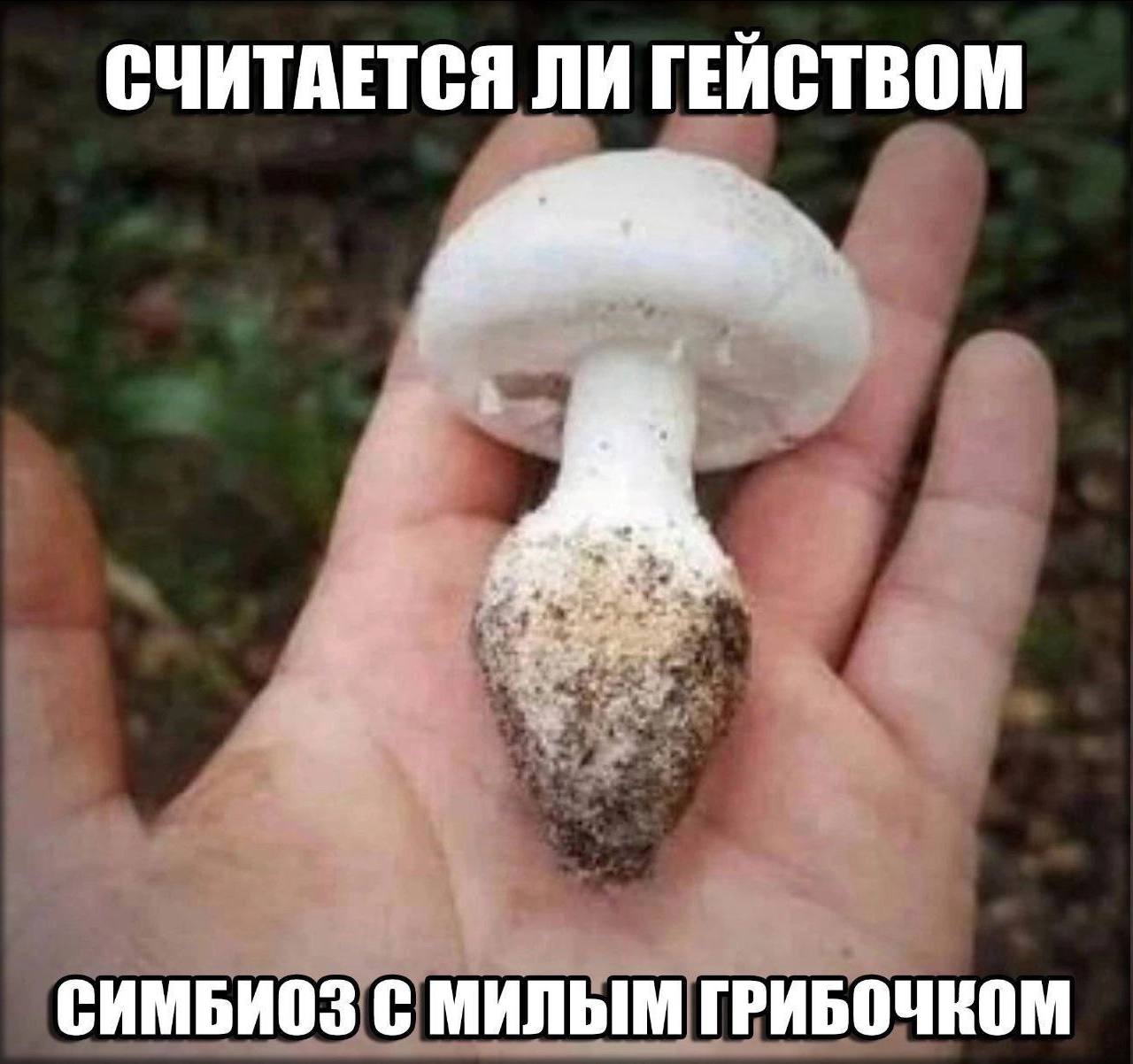 СЧИТАЕТСЯ ЛИ ГЕЙСТВОМ в СИМБИОЗ С МИЛЫМ ГРИБОЧКОМ