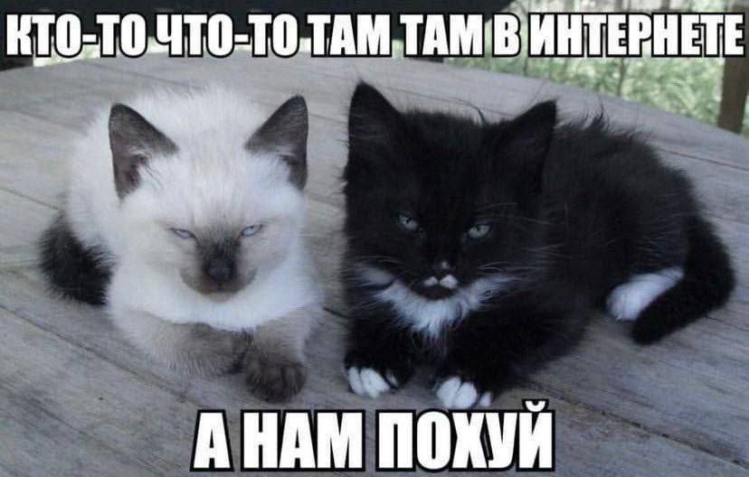TAM А НАМ ПОХУИ