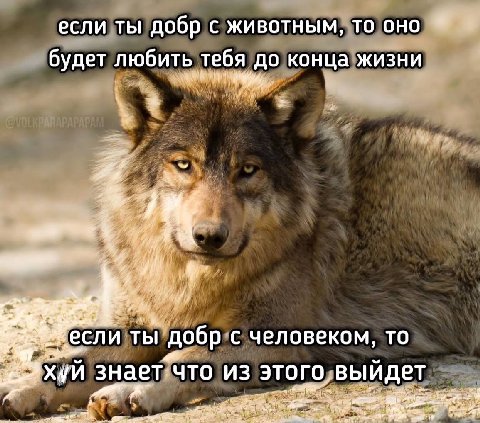 если ты добр с животным, то оно будет любить тебя до конца жизни если ты добр с человеком, TO ХУИ знает что из этого выидет