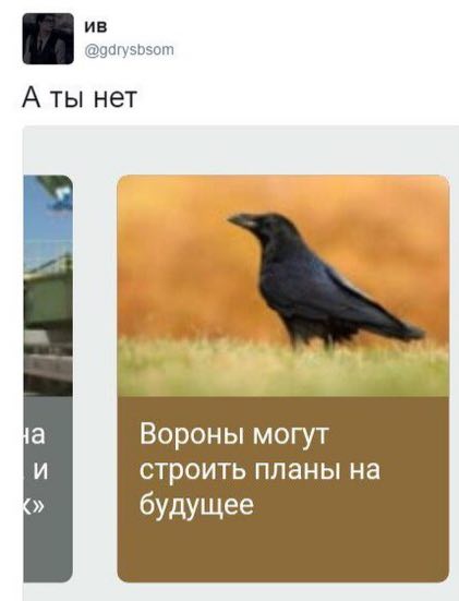 @gdrysbsom A ты нет Вороны могут строить планы на будущее