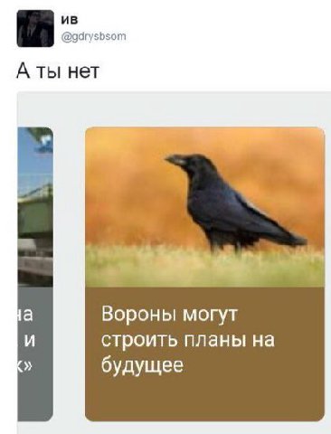 @gdrysbsom A ты нет Вороны могут строить планы на будущее