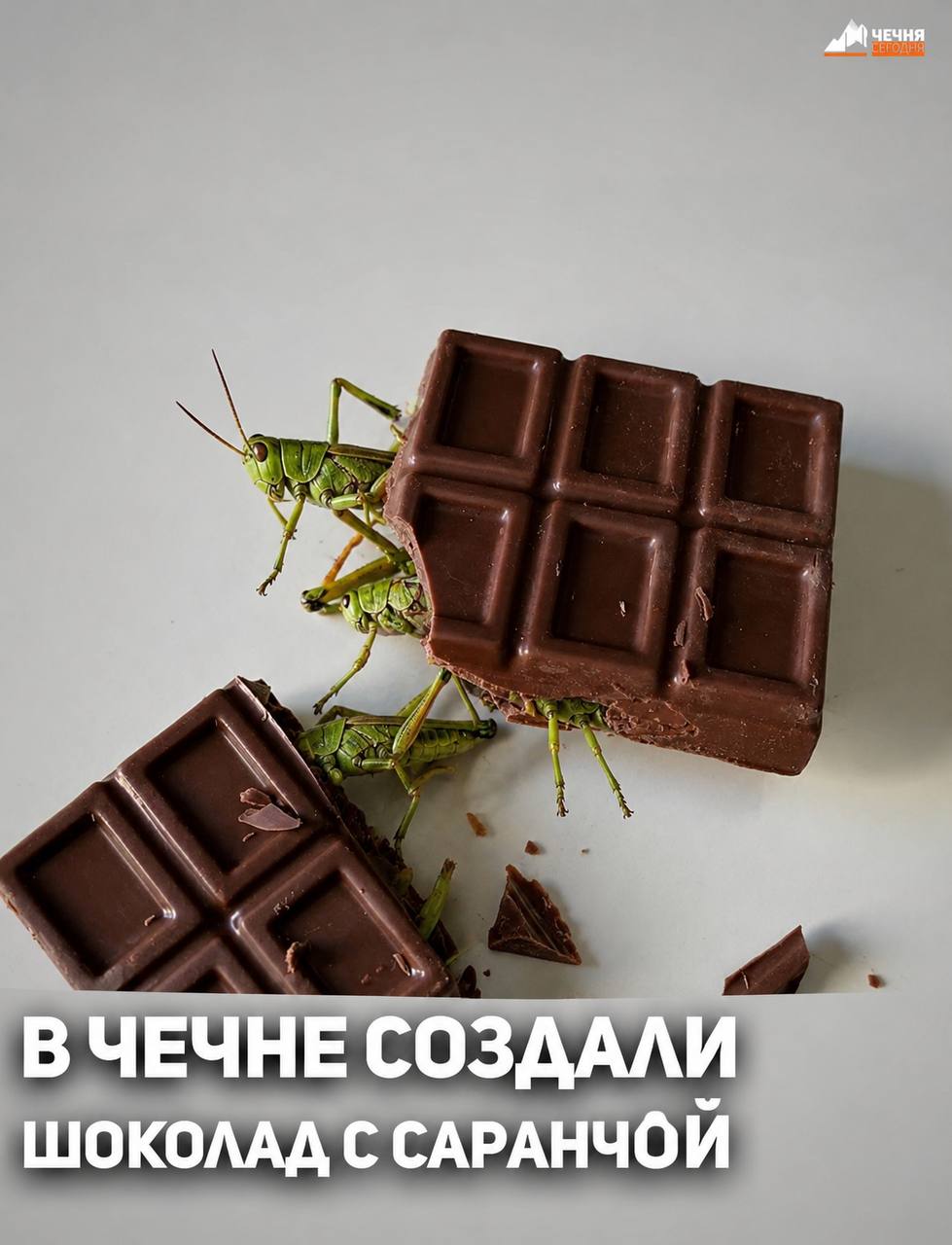 ЧЕЧНЯ ЧЕЧНЕ СОЗДАЛИ ШОКОЛАД С САРАНЧОЙ