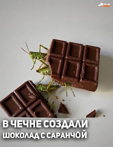 ЧЕЧНЯ ЧЕЧНЕ СОЗДАЛИ ШОКОЛАД С САРАНЧОЙ