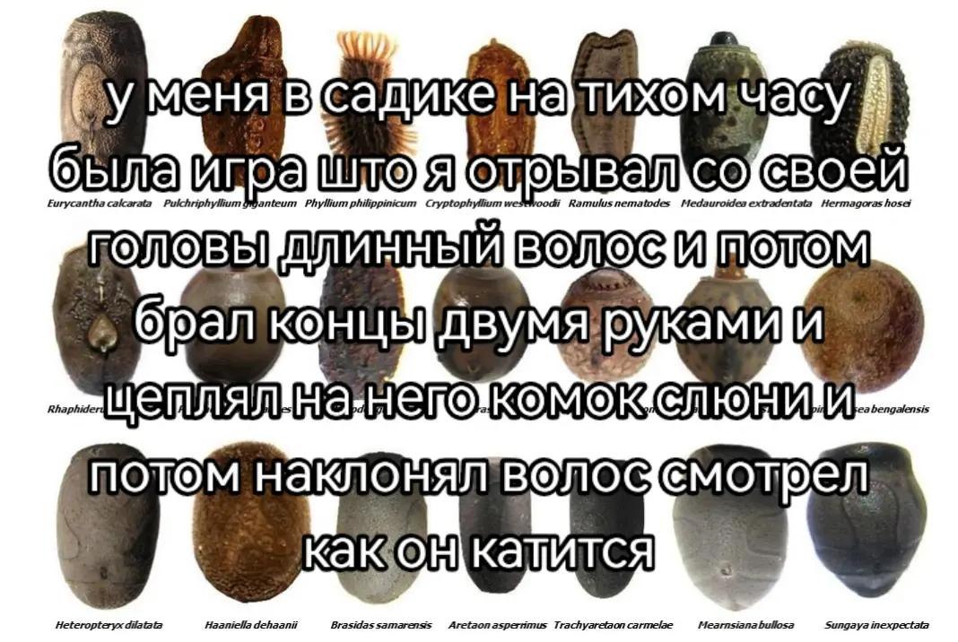 меня furycantha Pulchriphyllium Phyllium philippinicum Ramulus nematodes Медаигощеа Негтадога$ MOTOM KOHLI потом волос dilatata Brasidassamarenss Aretaonasperrimus Trachyaretaon carmelae Mearnsiana bu