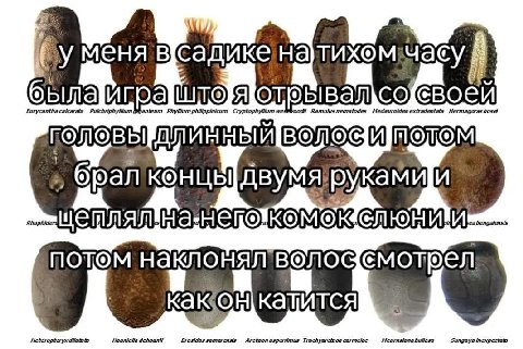 меня furycantha Pulchriphyllium Phyllium philippinicum Ramulus nematodes Медаигощеа Негтадога$ MOTOM KOHLI потом волос dilatata Brasidassamarenss Aretaonasperrimus Trachyaretaon carmelae Mearnsiana bu