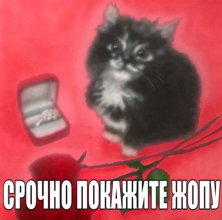 павла оцени