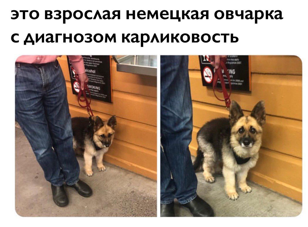 это взрослая немецкая овчарка с диагнозом карликовость А i