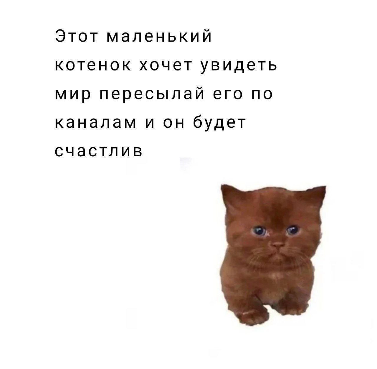 Этот маленький котенок хочет увидеть мир пересылай его по каналам и он будет счастлив