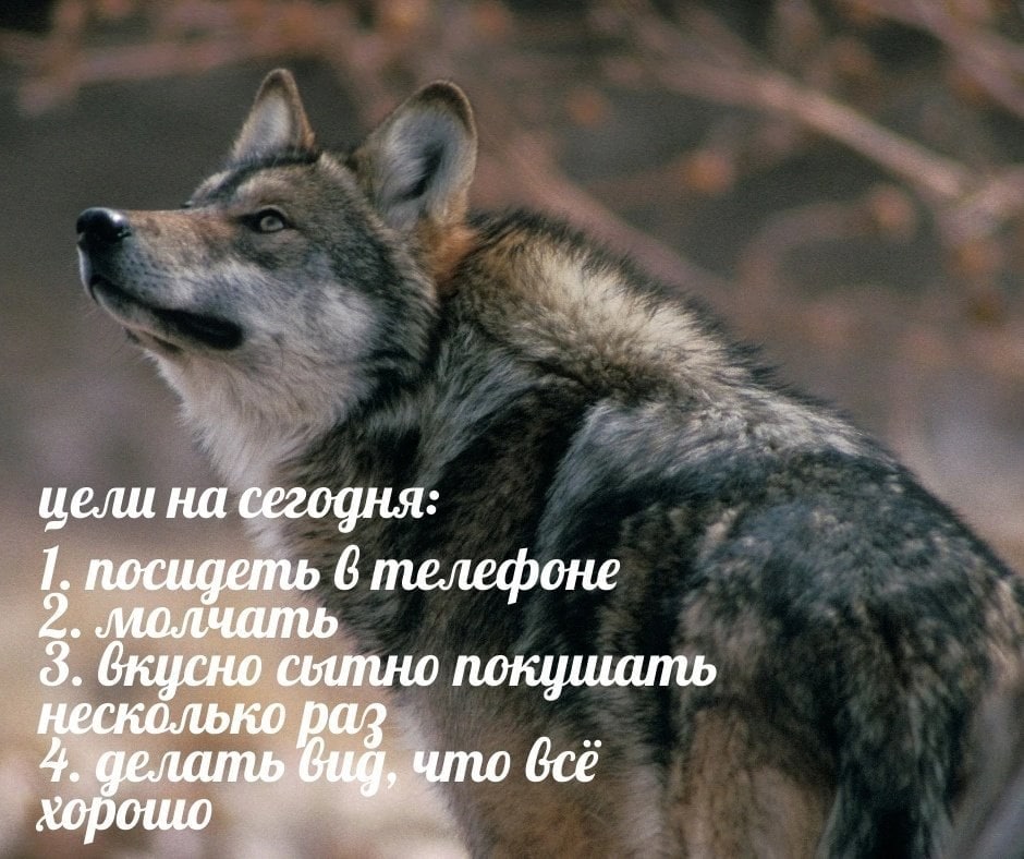 цели на сегодня: посидеть 6 телефоне 2. молчать 3. вкусно CLUNHO покушать несколько раз