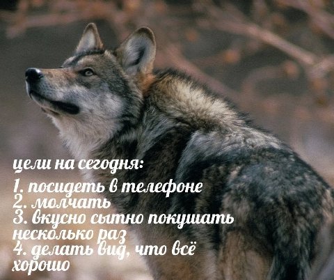 цели на сегодня: посидеть 6 телефоне 2. молчать 3. вкусно CLUNHO покушать несколько раз