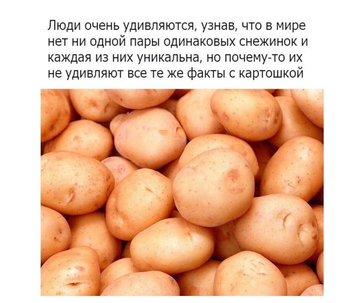 Люди очень удивляются, узнав, что в мире нет ни ОДНОЙ пары одинаковых снежинок и каждая из них уникальна, но почему-то не удивляют все же факты С картошкой