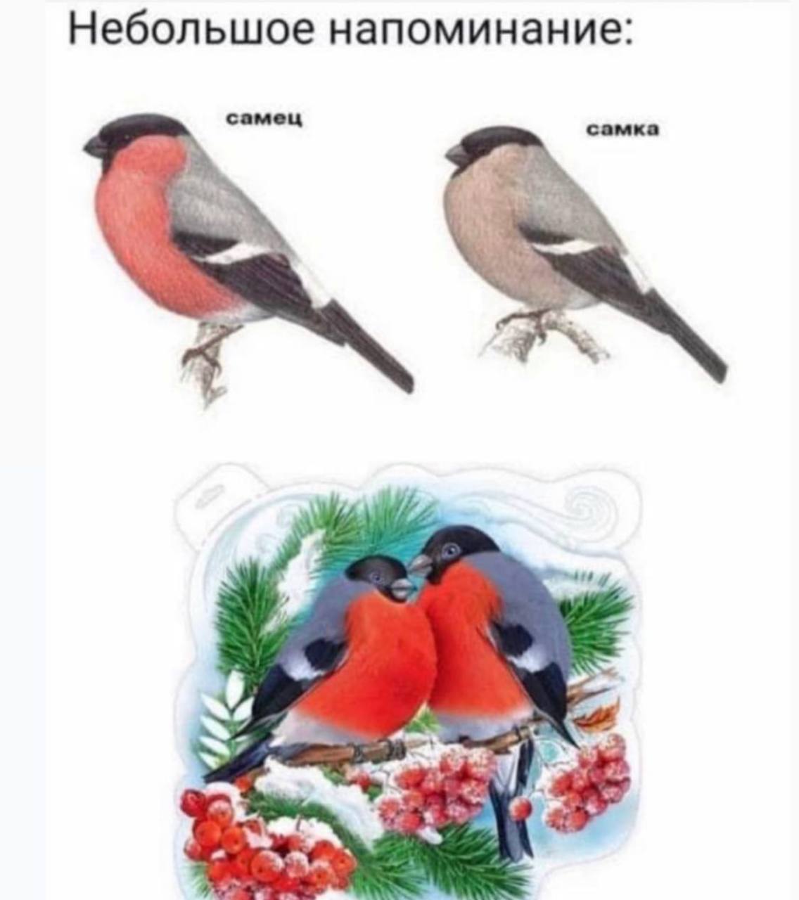 Небольшое напоминание: самец самка 4