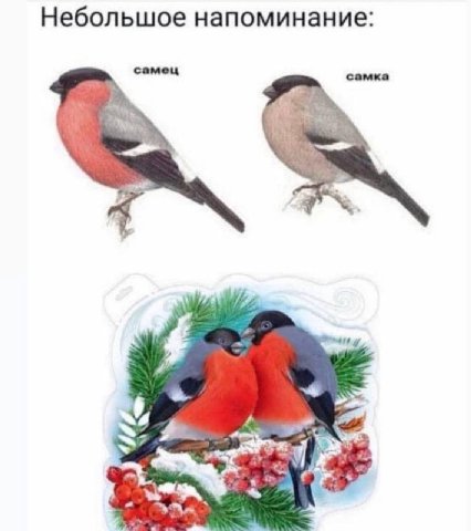 Небольшое напоминание: самец самка 4