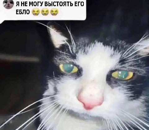 Я НЕ МОГУ ВЫСТОЯТЬ ЕГО ЕБЛО