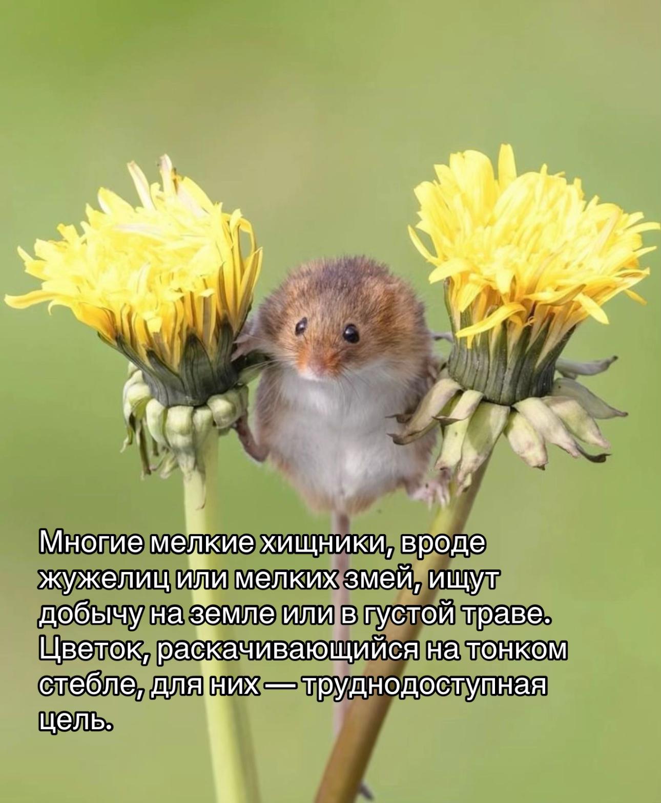 Многие мелкие хищники, вроде жужелиц или мелких змей, ищут добычу на земле или в густой траве. Цветок, раскачивающийся на тонком стебле, труднодоступная цель.