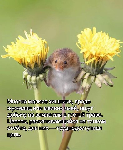 Многие мелкие хищники, вроде жужелиц или мелких змей, ищут добычу на земле или в густой траве. Цветок, раскачивающийся на тонком стебле, труднодоступная цель.