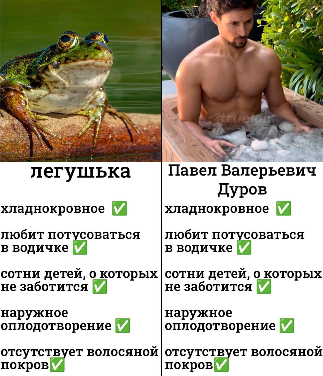 и 5 легушька Павел Валерьевич Дуров хладнокровное хладнокровное любит потусоваться |любит потусоваться в водичке в водичке сотни детей, о которых |сотни детей, о которых не заботится не заботится нару