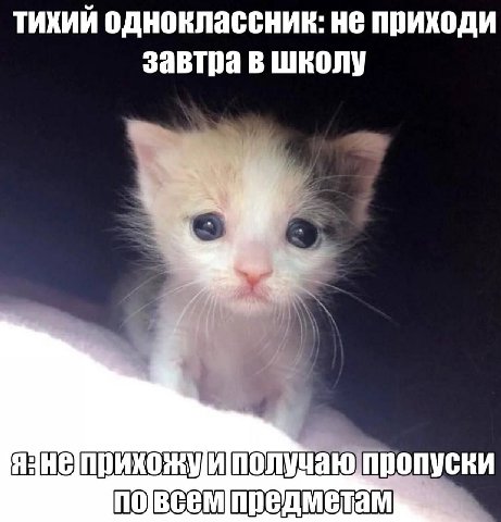 тихий одноклассник: не приходи завтра в Школу получаю пропуски
