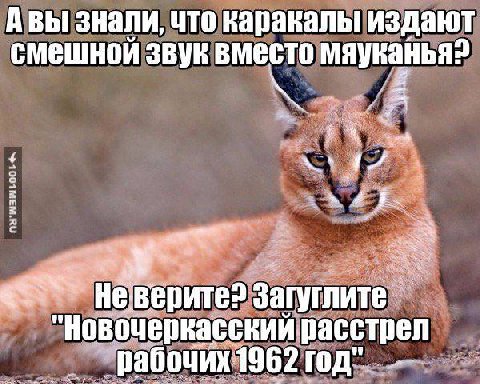Авы знали, что каракалы издают смешной звук вместо мяуканья? 4 4 He "Новочеркасский расстрел рабочих 1962 год".