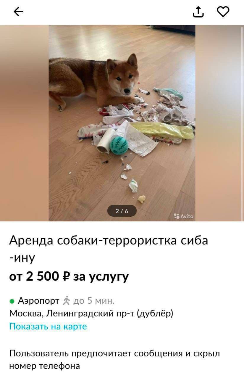 2/6 Avito Аренда собаки-террористка сиба -ину от 2 500 за услугу Аэропорт до 5 мин. Москва, Ленинградский пр-т (дублёр) Показать на карте Пользователь предпочитает сообщения и скрыл номер телефона