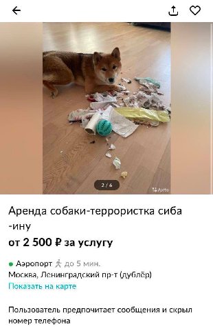 2/6 Avito Аренда собаки-террористка сиба -ину от 2 500 за услугу Аэропорт до 5 мин. Москва, Ленинградский пр-т (дублёр) Показать на карте Пользователь предпочитает сообщения и скрыл номер телефона