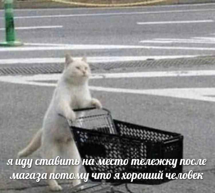 я иду ставит на место тележки после ‚магаза потому что я хороший челобек