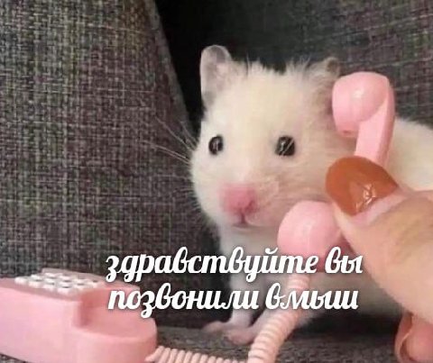 здравствуйте