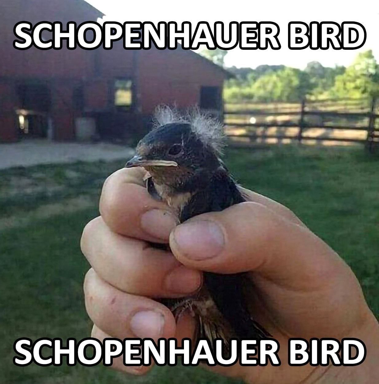SCHOPENHAUER BIRD