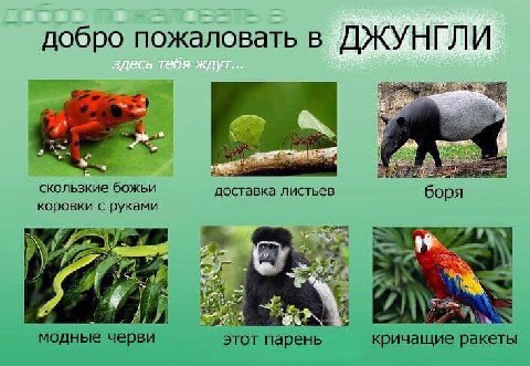 добро пожаловать в ДЖУНГЛИ скользкие божьи доставка листьев боря коровки с руками 7 ¥3 модные черви этот парень кричащие ракеты
