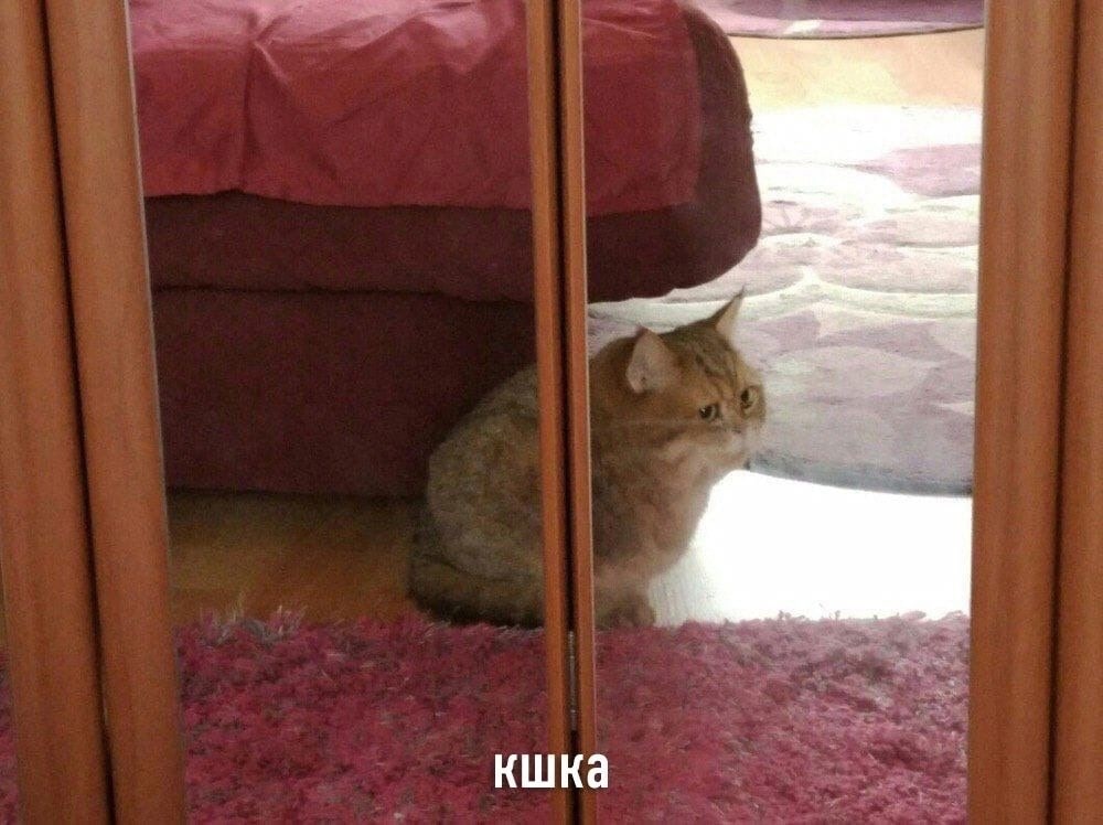 a кшка 4