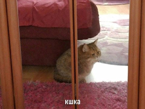 a кшка 4