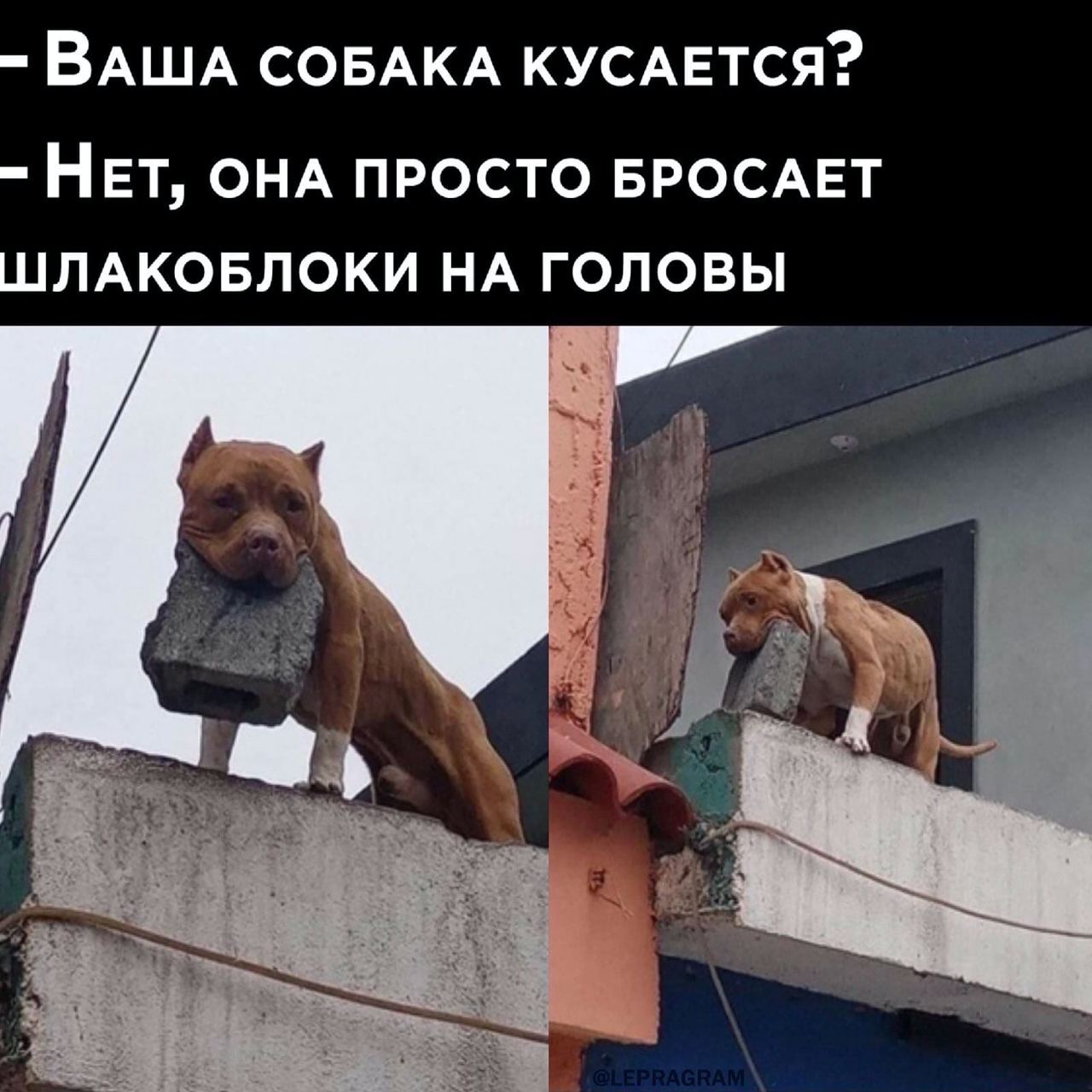 ВАША СОБАКА КУСАЕТСЯ? НЕТ, ОНА ПРОСТО БРОСАЕТ ШЛАКОБЛОКИ НА ГОЛОВЫ