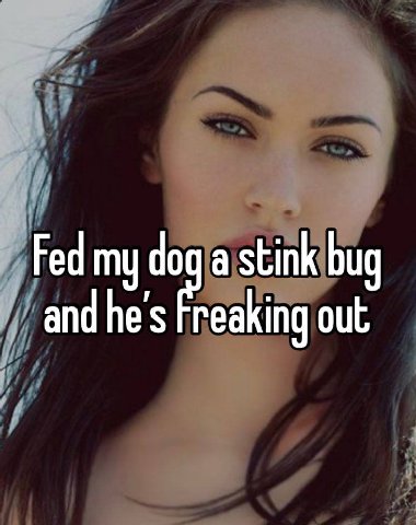 Fed my dog a stink bug and he's out